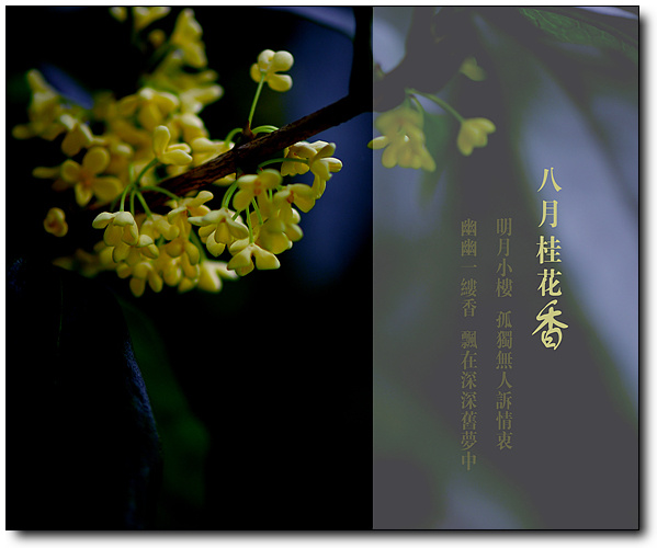 电视剧《八月桂花香》主题曲--《尘缘》(罗文)