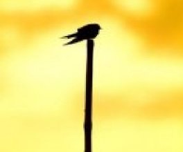 ��һ����������һ��������  �������˸�̷��