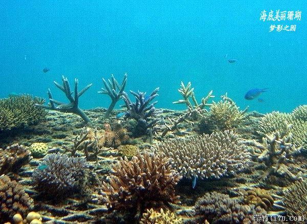 黄金海岸/大堡礁(13)海底珊瑚