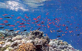 大堡礁是世界上最大的珊瑚礁