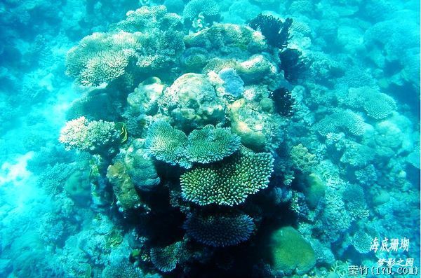 黄金海岸/大堡礁(13)海底珊瑚