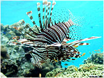 多姿多彩魅力的海洋生物