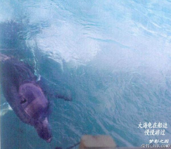 黄金海岸/大堡礁(13)海底珊瑚