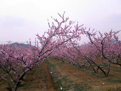 ��������̤����Ƽ�