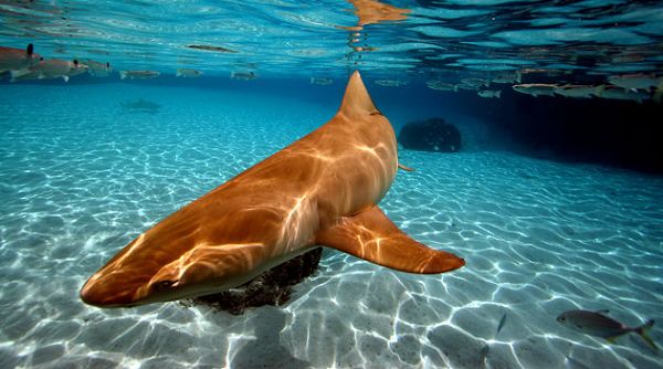 �λò���������