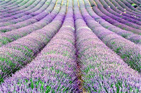 ����С��������˹