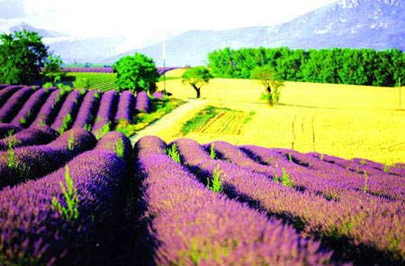 ����С��������˹