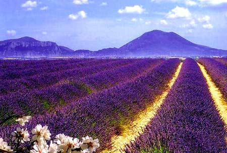 ����С��������˹