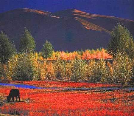 五彩斑斓,野花、青稞、红草地和谐地搭配在一起.