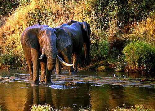 ��������ҹ�԰(�Ĵ�����)