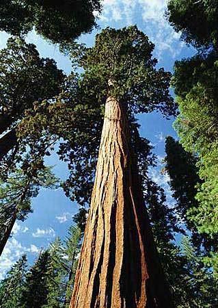 ��ɼ���ҹ�԰(��������)