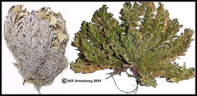 复苏蕨 自然界十大奇异植物:迷幻类植物拥有美丽外表(2)