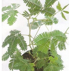 含羞草 自然界十大奇异植物:迷幻类植物拥有美丽外表(3)