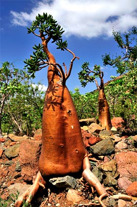 ʷ��������20��ȥ��