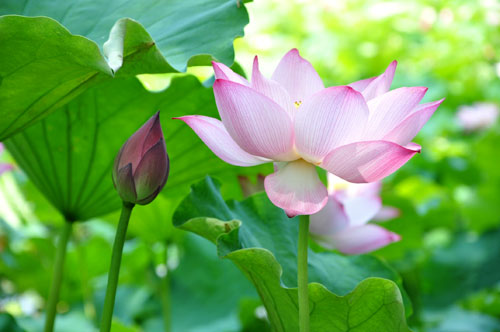 ɽ�����ݱ�������ʪ�ع�԰