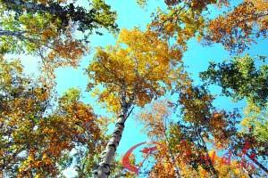 ̧ͷһ����������ɫϮ����