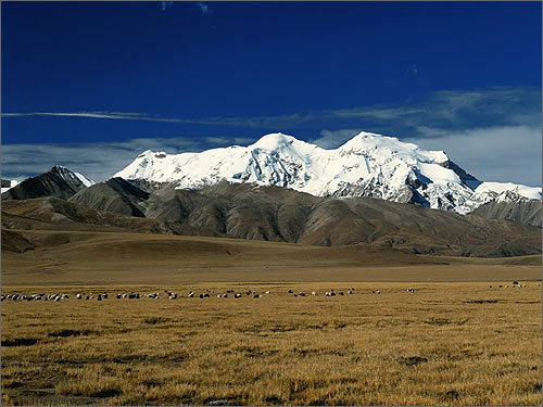 最“高寒”的草地