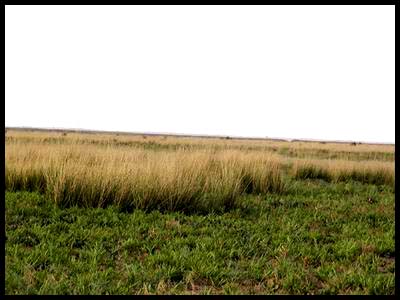 最“耐盐”的草地