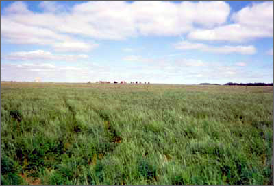 最“肥沃”的草原