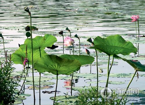 ������ζ