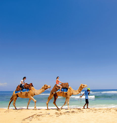 ��̲��������