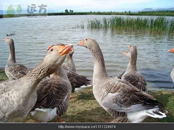 精品消费网 精品消费网