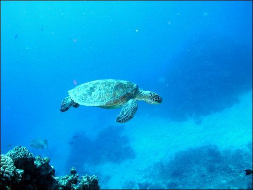 ���Ծ�����Ȼ��� �����ߴ���������(��ͼ) - ����ˮů - ����ˮů