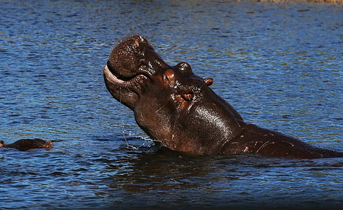 �ޱ��Ǻ����洦�ɼ��ĺ���