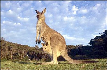 世外桃源 全球最美十大海岛之袋鼠岛