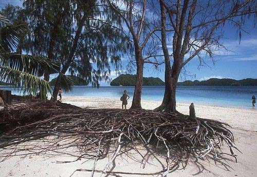 ����Ⱥ��