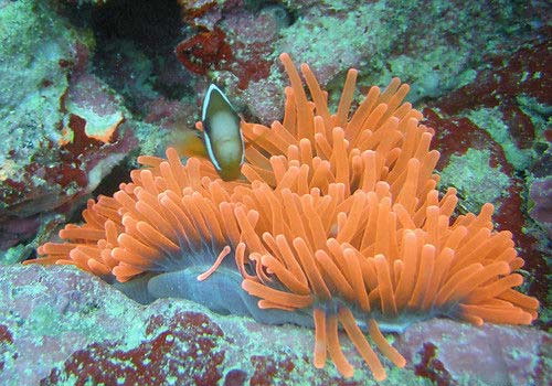 �ܿ�������������