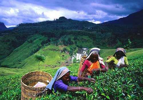 ˹�����������