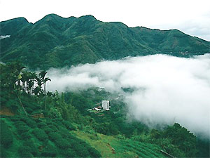 瑞里云海聚散无常,而槟榔茶园与云海则构成了山中传奇