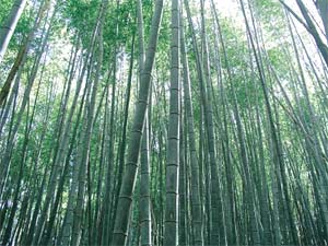 瑞太古道一派清幽,最让人心动的是竹林片片