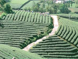 瑞峰的茶园像是一片绿色地毯,每天透早趁着太阳还不大,实时采下嫩叶;午后的瑞峰多半起雾,让茶树再度滋养生息