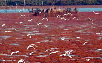 度假胜地 中国最美的八大海岸线