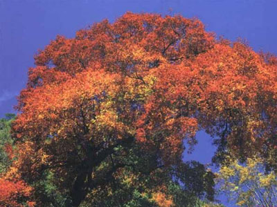 ��Ʒ������