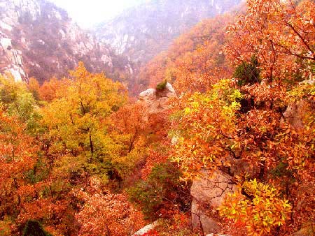 �������� �㶫��ɫ̤���