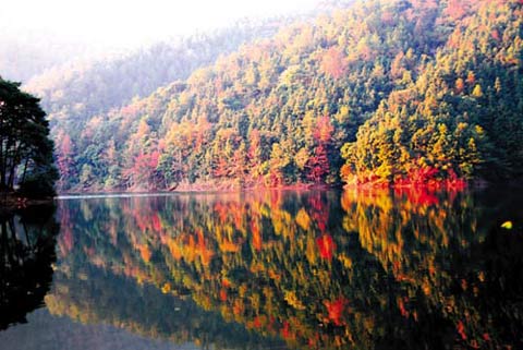 �������� �㶫��ɫ̤���