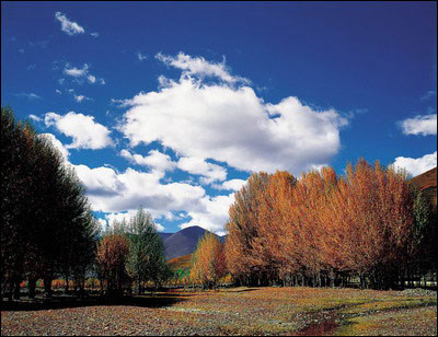 ��Ʒ������