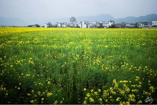 精品消费网 精品消费网