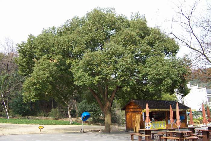 ��Ʒ������