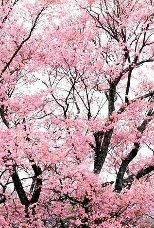 ���Ϲ������ε�PK�������������ε�����ȫ���ԣ�