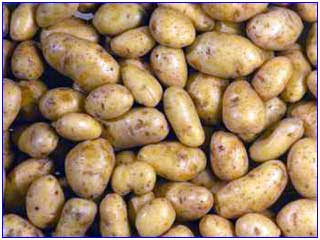 ��Ʒ������