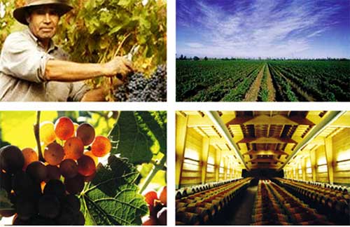 ��Ʒ������