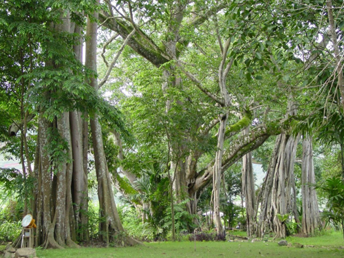 ��Ʒ������