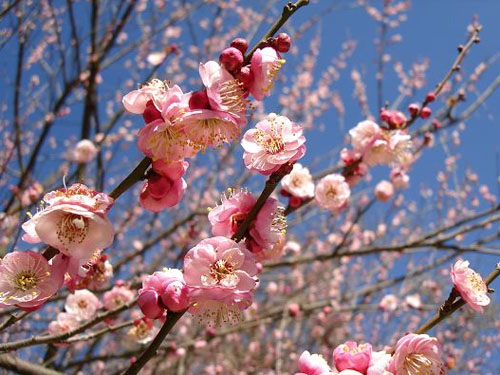 ��Ʒ������