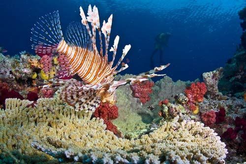 ��Ʒ������