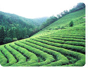 Boseong Green Tea Fields