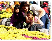 Enjoy Spring Flowers at Seoul Land 